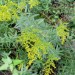 Sweet Goldenrod